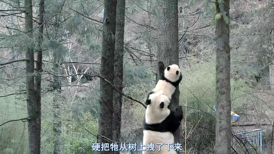 熊猫淘淘 剧照1