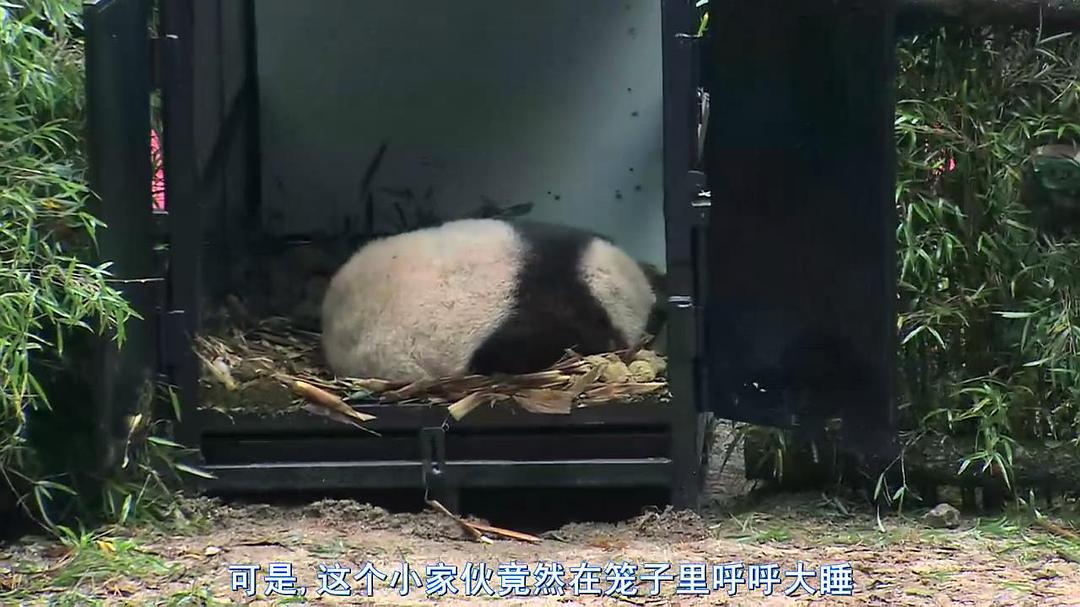 熊猫淘淘 剧照2
