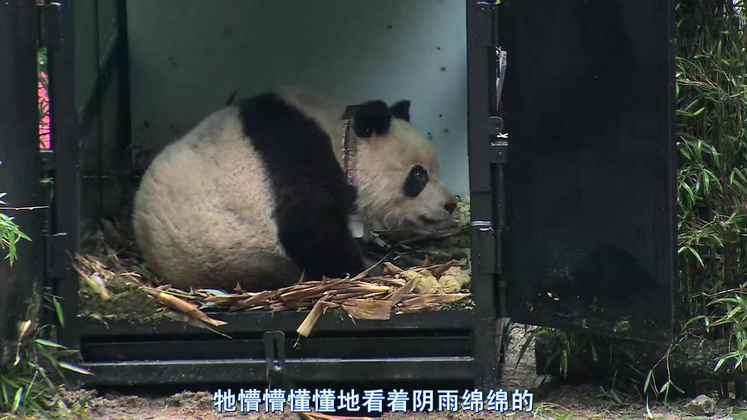 熊猫淘淘 剧照3
