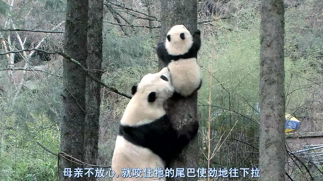 熊猫淘淘 剧照4