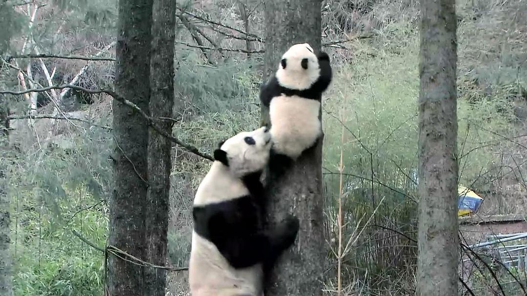 熊猫淘淘 剧照5