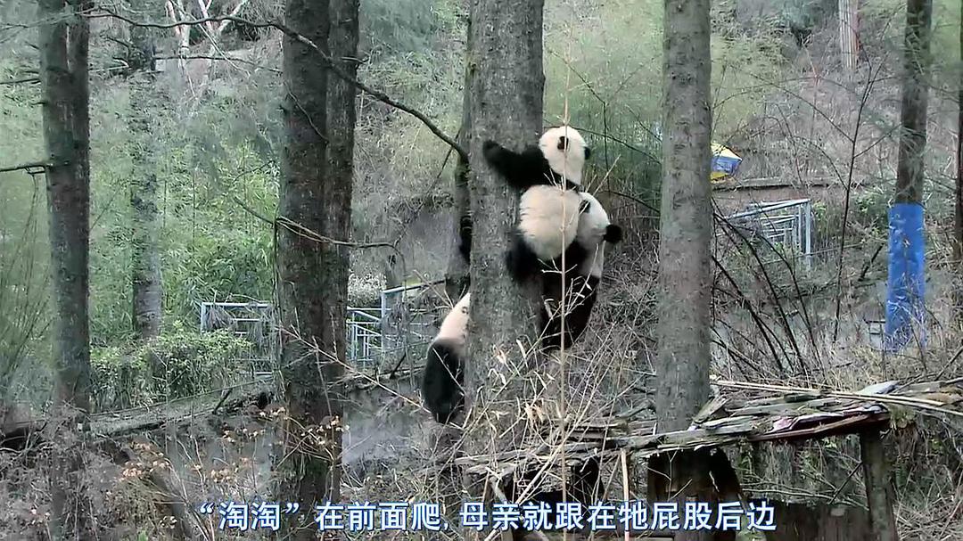 熊猫淘淘 剧照6