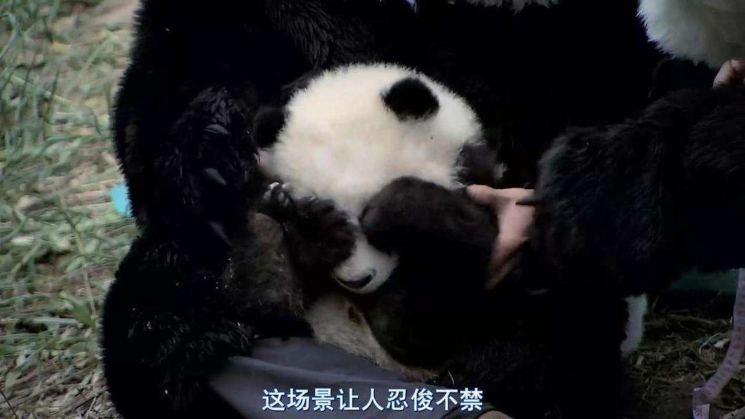 熊猫淘淘 剧照7