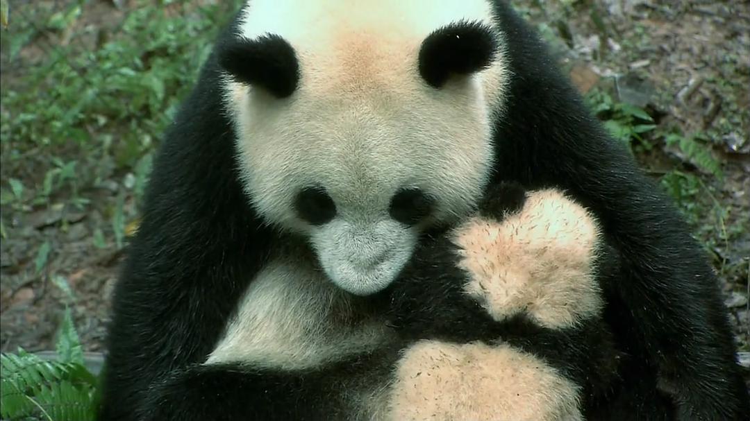 熊猫淘淘 剧照9