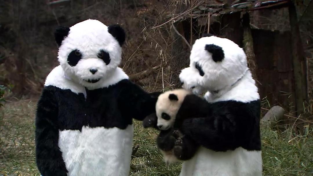 熊猫淘淘 剧照10