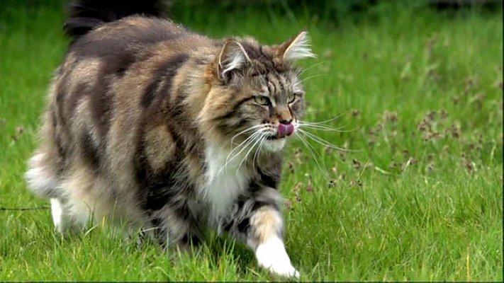 BBC地平线:猫的秘密生活 剧照1