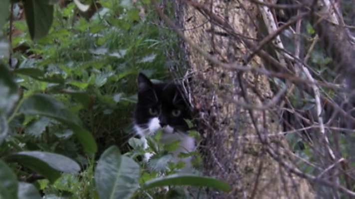 BBC地平线:猫的秘密生活 剧照5