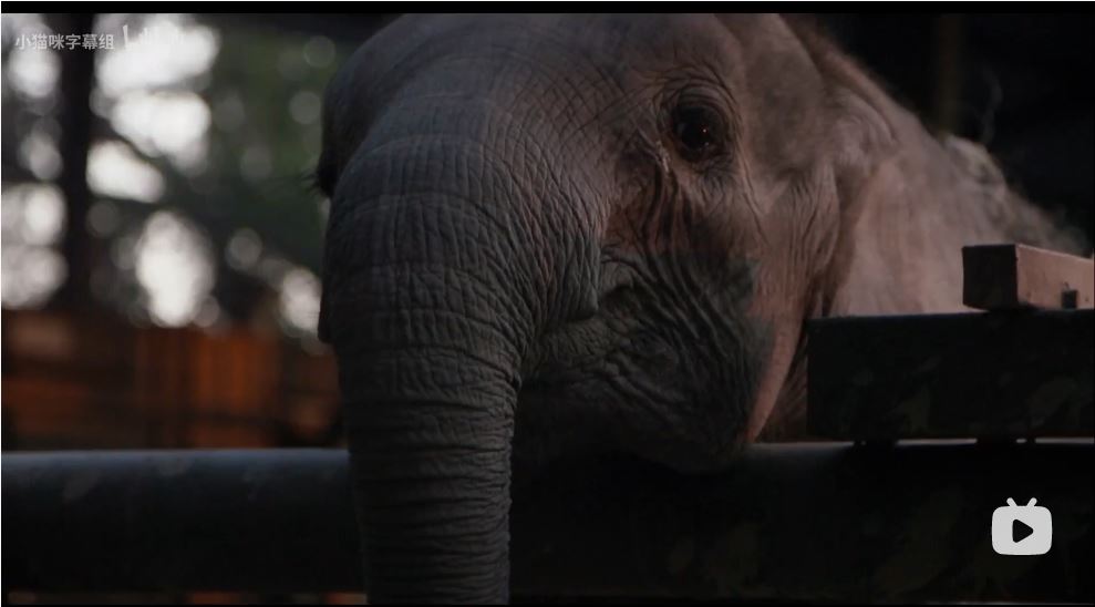 纳勒迪:一只小象的故事 剧照1