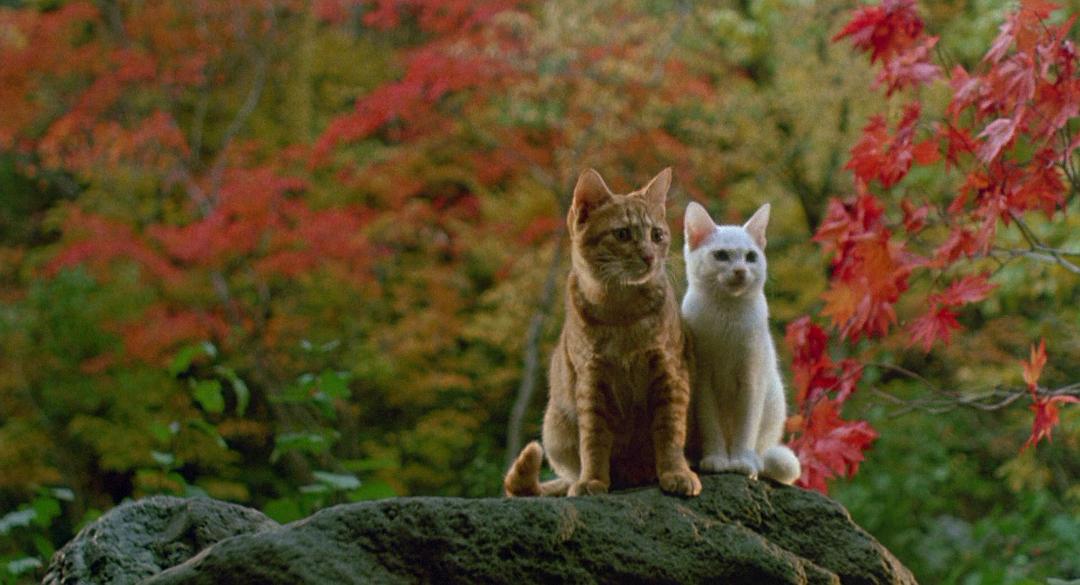 小猫的故事 剧照5