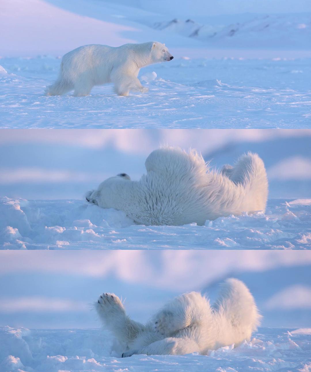 北极熊 剧照3