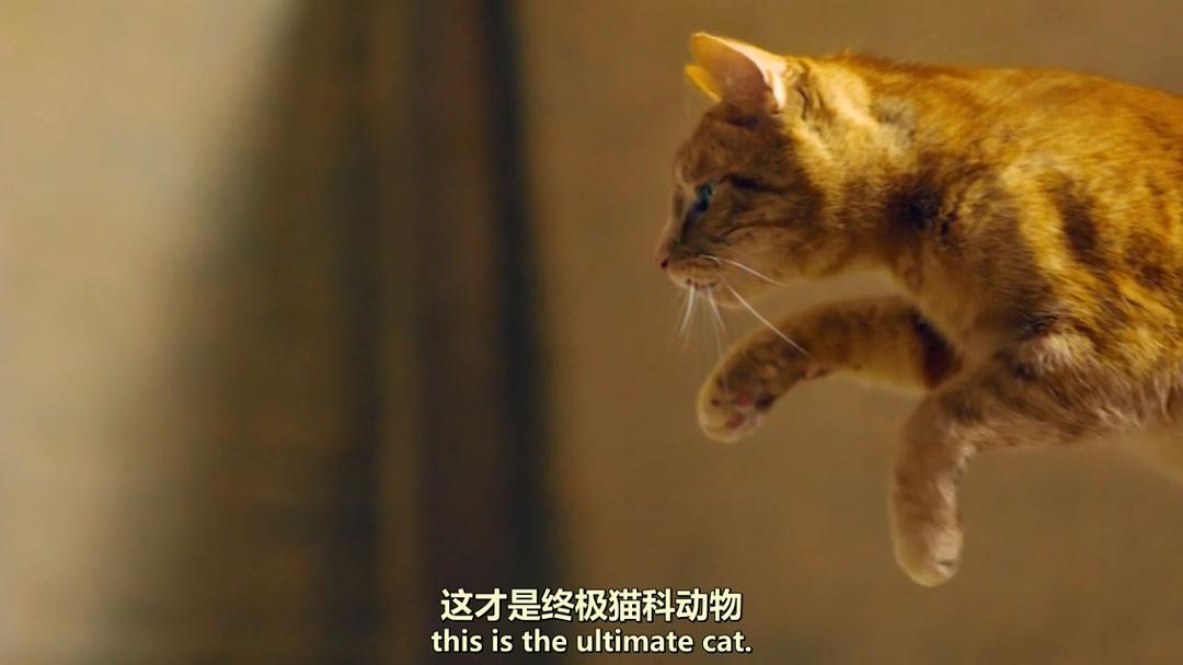 猫科动物:奇妙的动物家族 剧照4