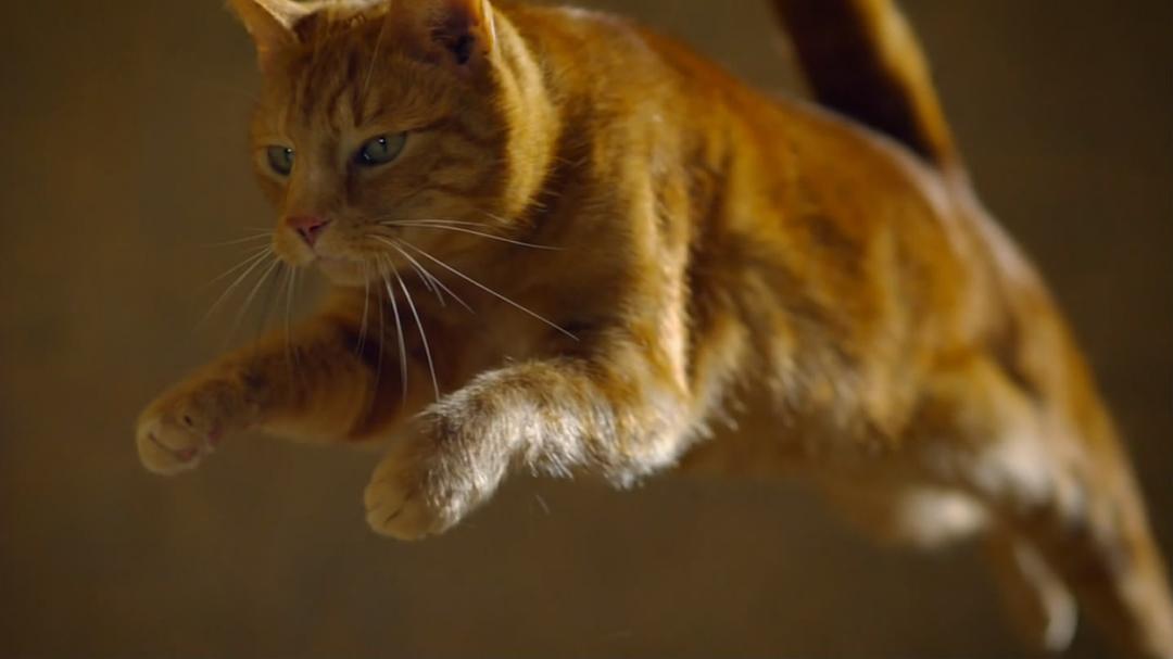 猫科动物:奇妙的动物家族 剧照6
