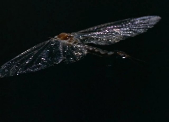 生物奇观 剧照7