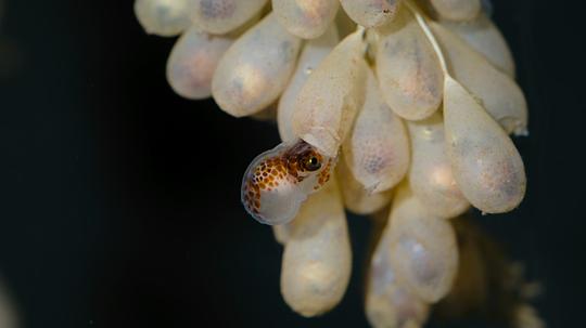 巨兽 剧照10