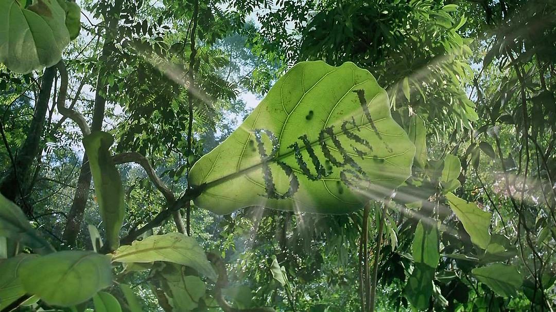 虫子:热带雨林冒险 剧照2