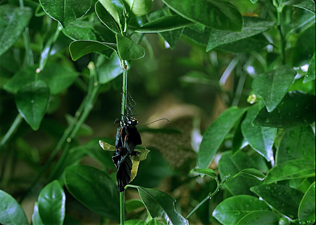 虫子:热带雨林冒险 剧照7
