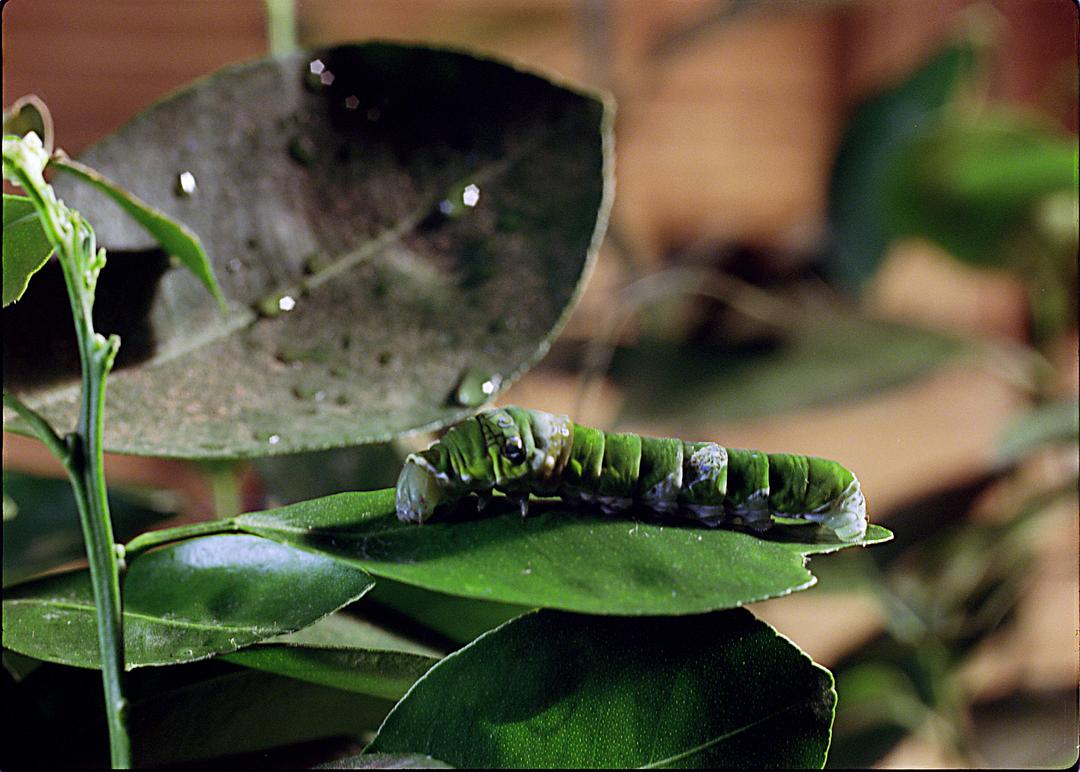 虫子:热带雨林冒险 剧照10