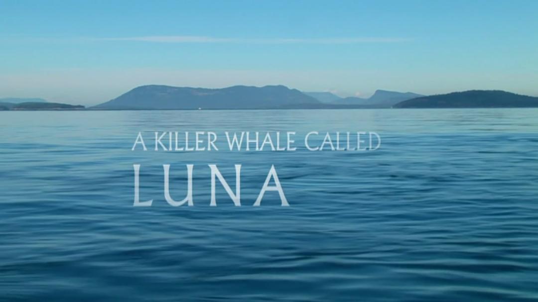 一条叫卢娜的虎鲸 剧照4