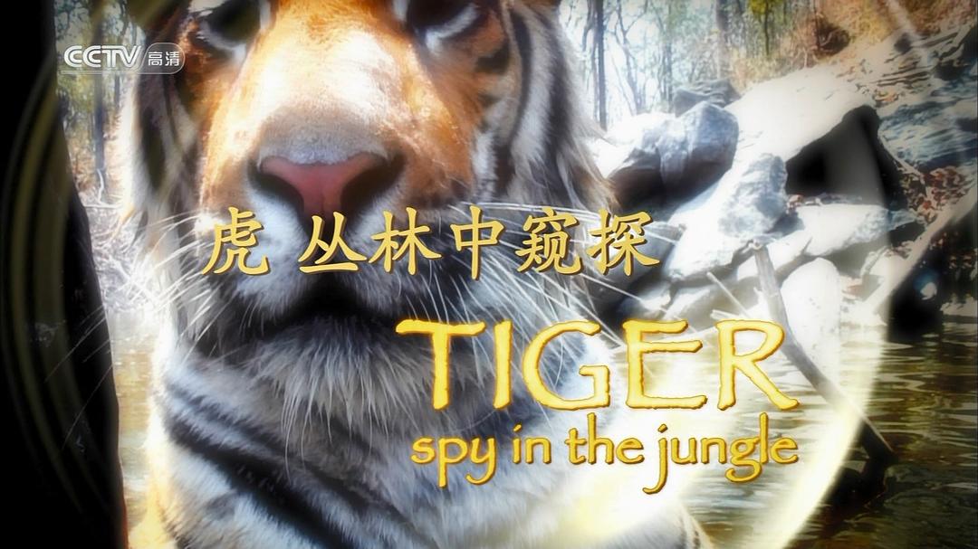 虎:丛林中窥探 剧照9
