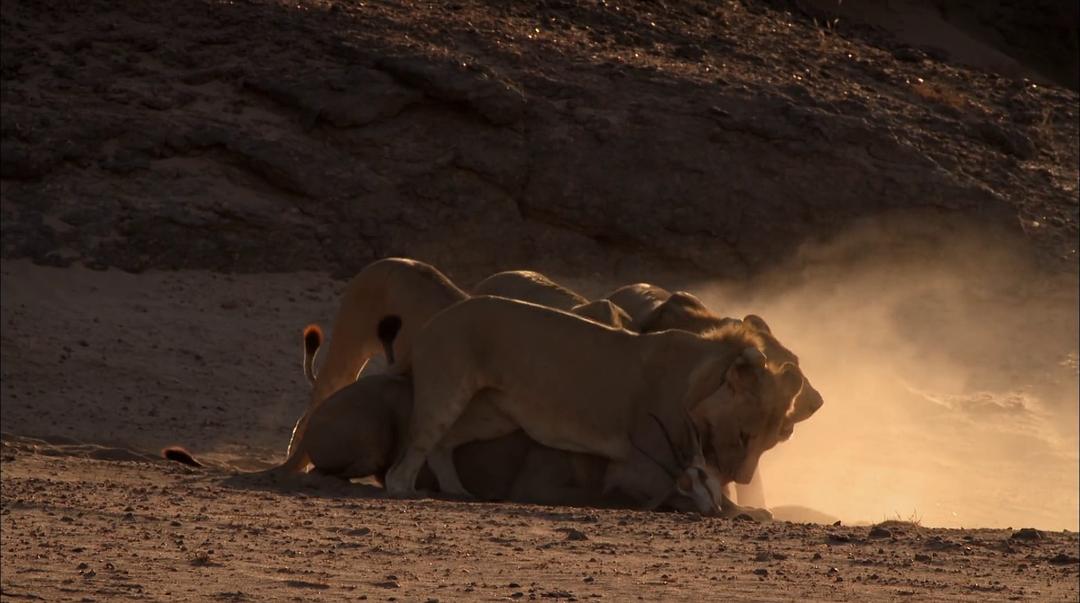 沙漠战士:纳米布的狮子们 剧照3