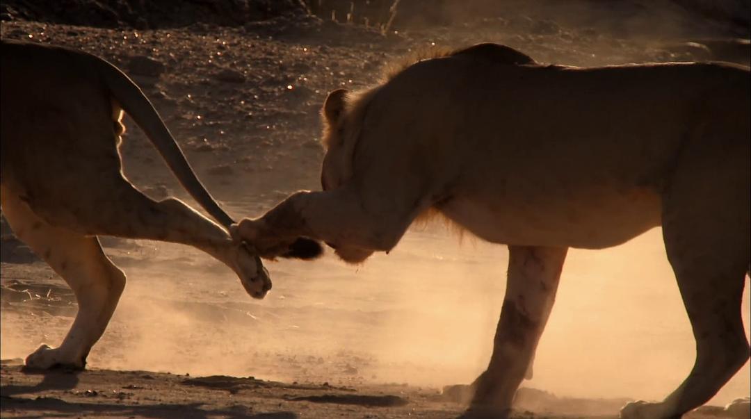 沙漠战士:纳米布的狮子们 剧照4