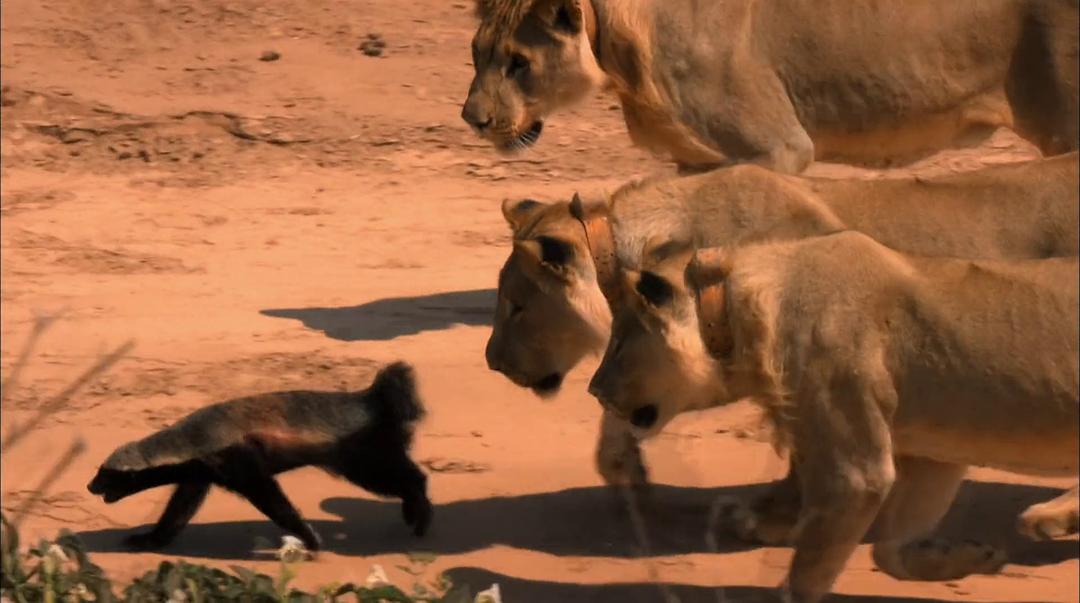 沙漠战士:纳米布的狮子们 剧照8