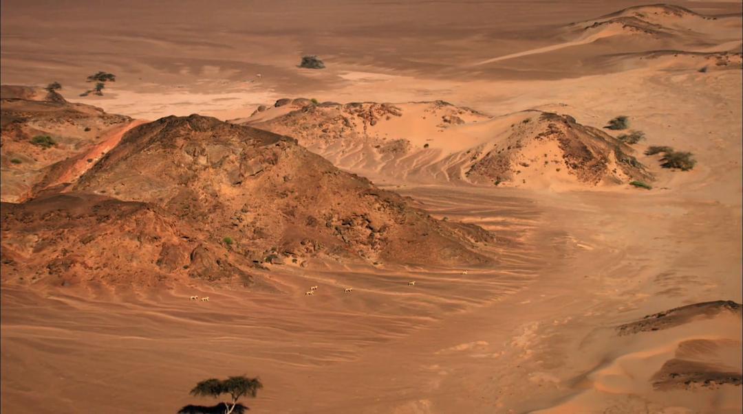 沙漠战士:纳米布的狮子们 剧照9